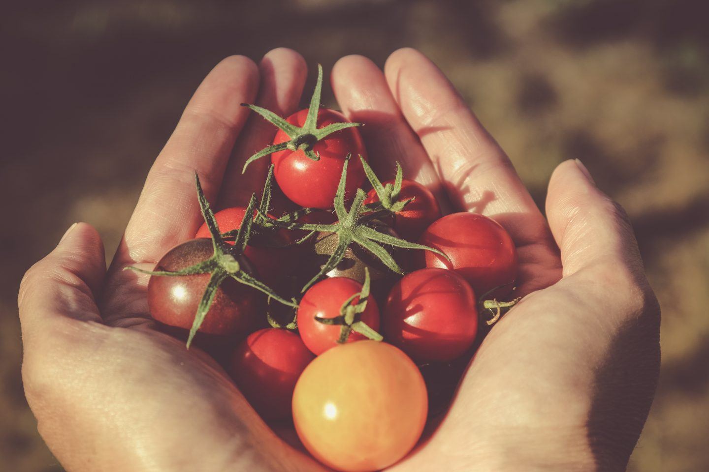 Dlaczego warto jeść pomidory? Właściwości zdrowotne i składniki odżywcze pomidora