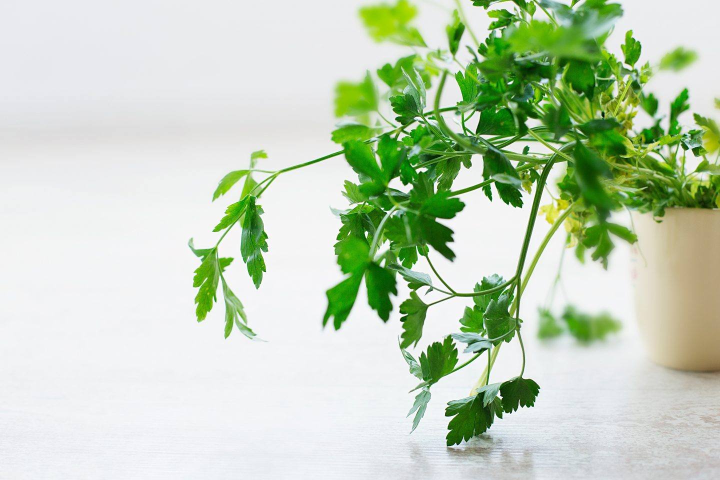 Jak hodować zioła w kuchni - 10 najpopularniejszych ziół doniczkowych