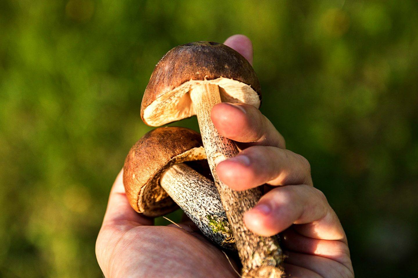 Sposoby na suszenie grzybów. Jak prawidłowo suszyć grzyby w domu?