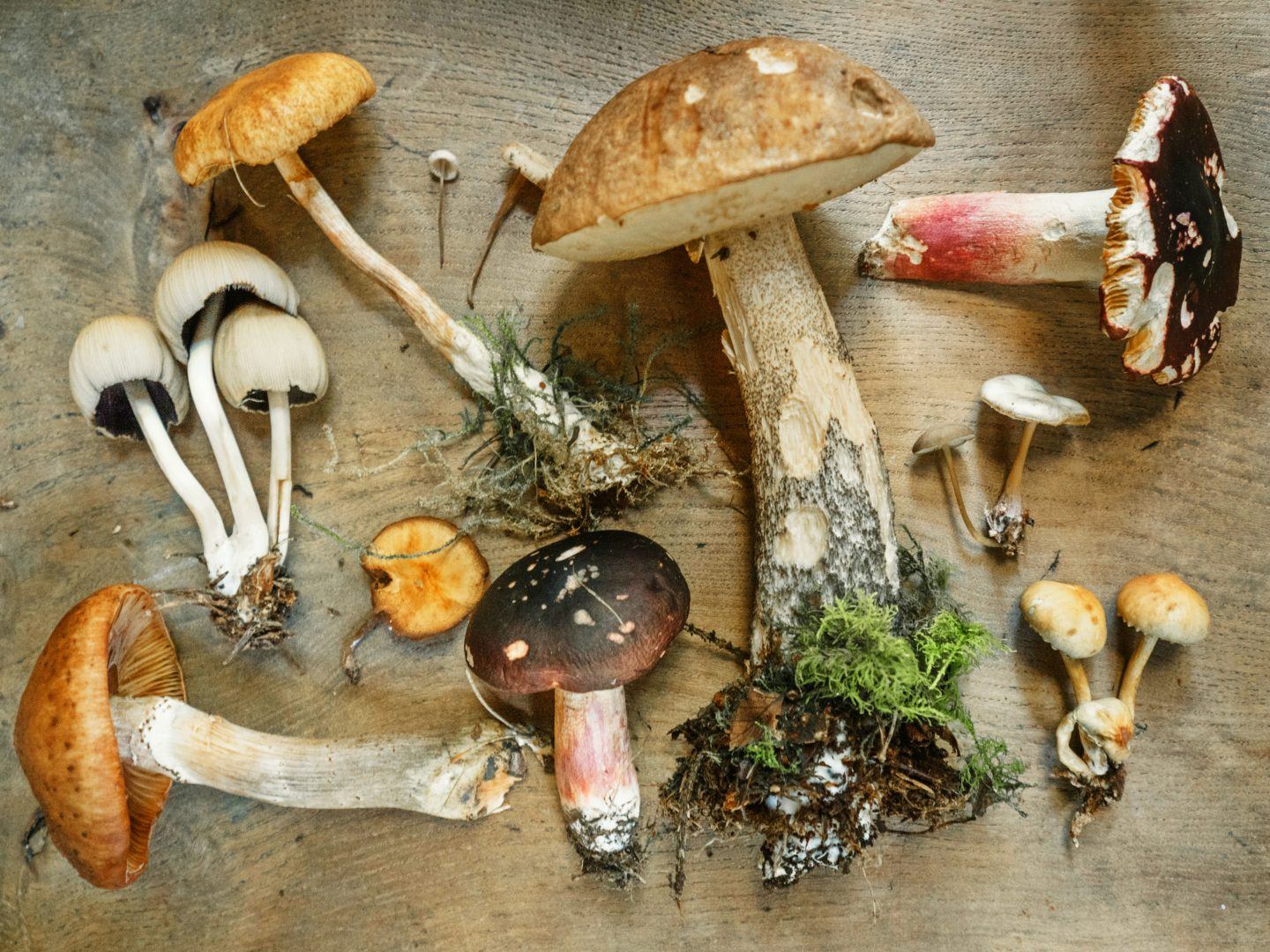 Quiz: Który z tych grzybów jest jadalny, niejadalny lub trujący?