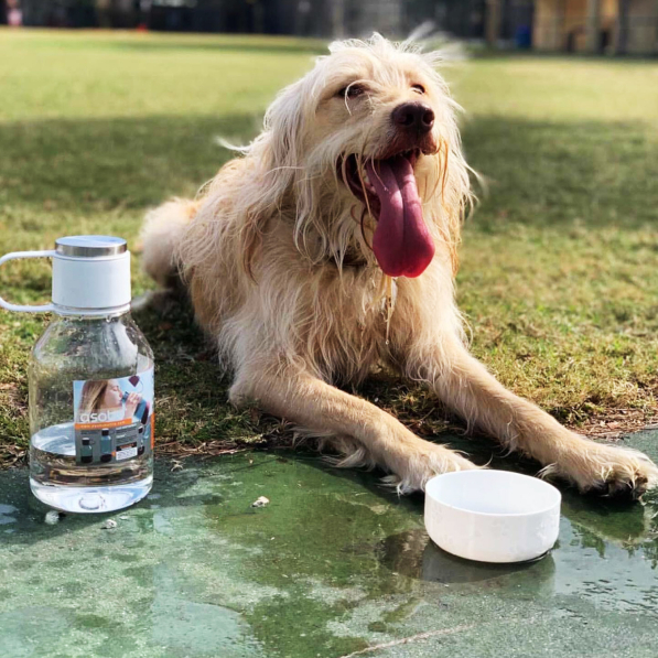 ASOBU Dog Bowl 1,5 l - butelka na wodę tritanowa z miską dla psa