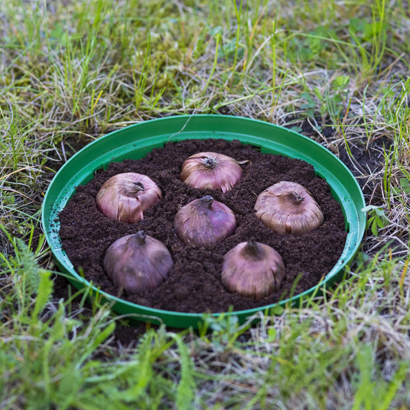 BIOOGRÓD 18 cm - koszyk do sadzenia cebul / tulipanów