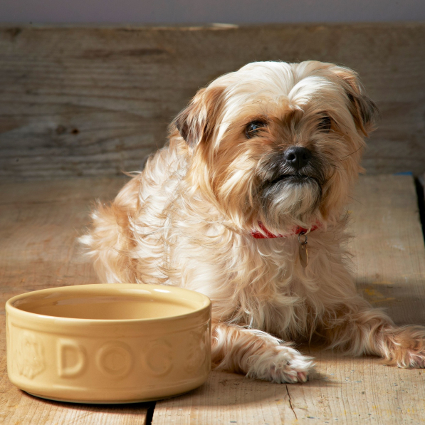 MASON CASH PetWare Dog 13 cm beżowa - miska dla psa kamionkowa