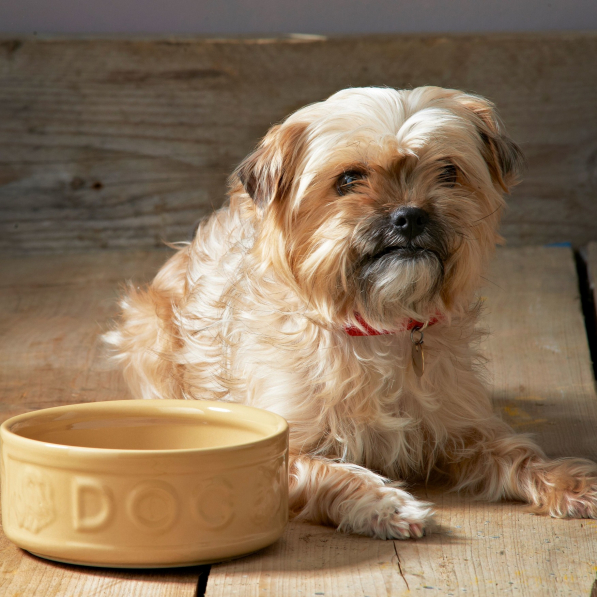 MASON CASH PetWare Dog 15 cm beżowa - miska dla psa kamionkowa