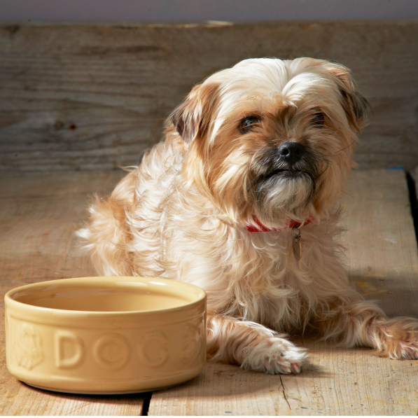 MASON CASH PetWare Dog 18 cm beżowa - miska dla psa kamionkowa