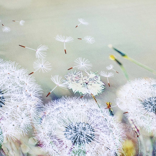 Bieżnik na stół plamoodporny poliestrowy JEDEKA MILANO DANDELION ZIELONY 50 x 100 cm