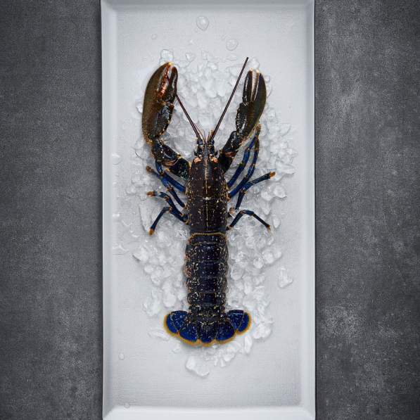 REVOL Equinoxe 32,5 x 15 cm - półmisek porcelanowy