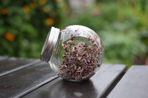 SEMINI Jar - kiełkownica słoikowa szklana