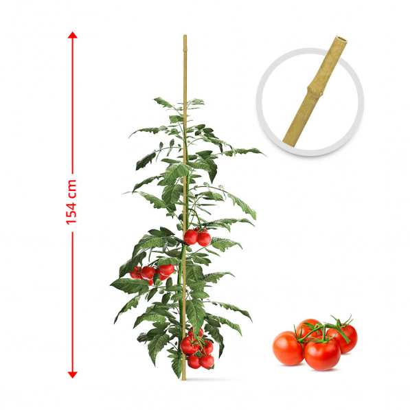 Tyczka do pomidorów bambusowa BAMBOO STAKES 154 cm